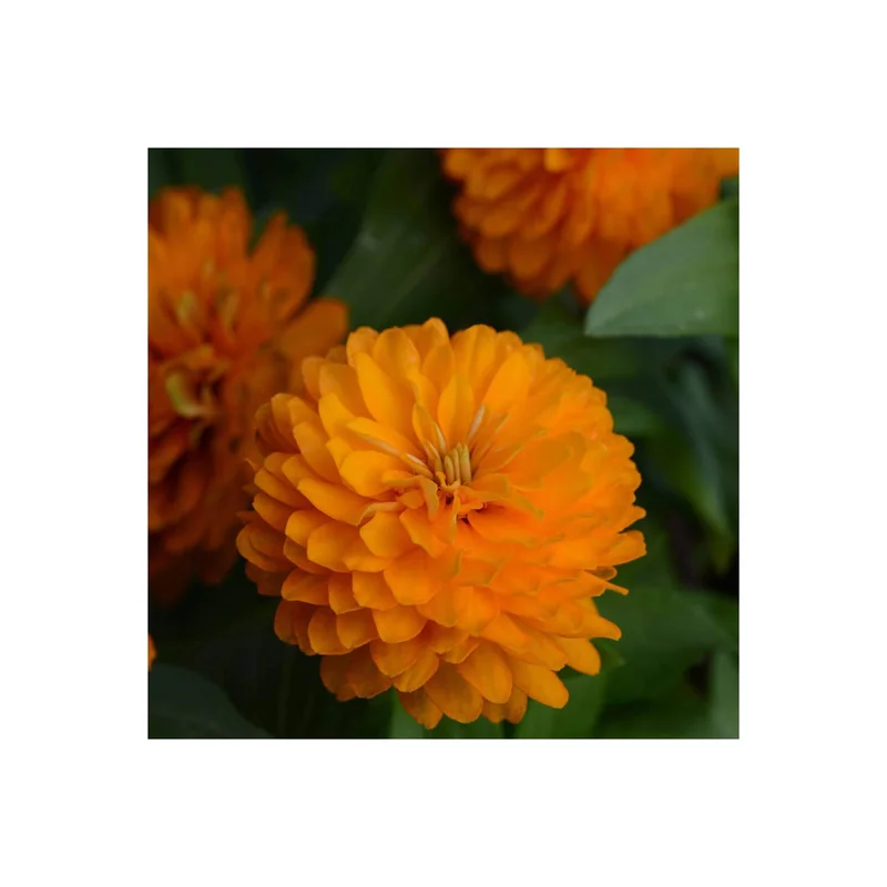 ibspot-45752776