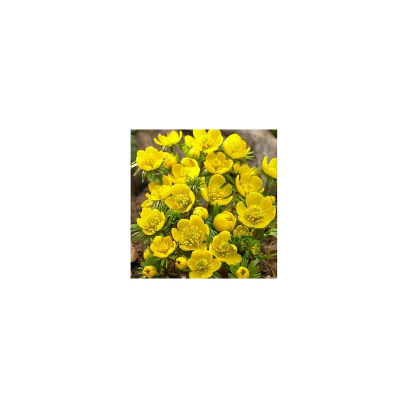 ibspot-54778159