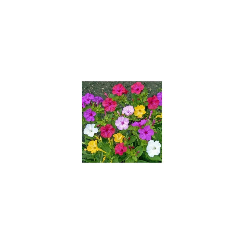 ibspot-56671389