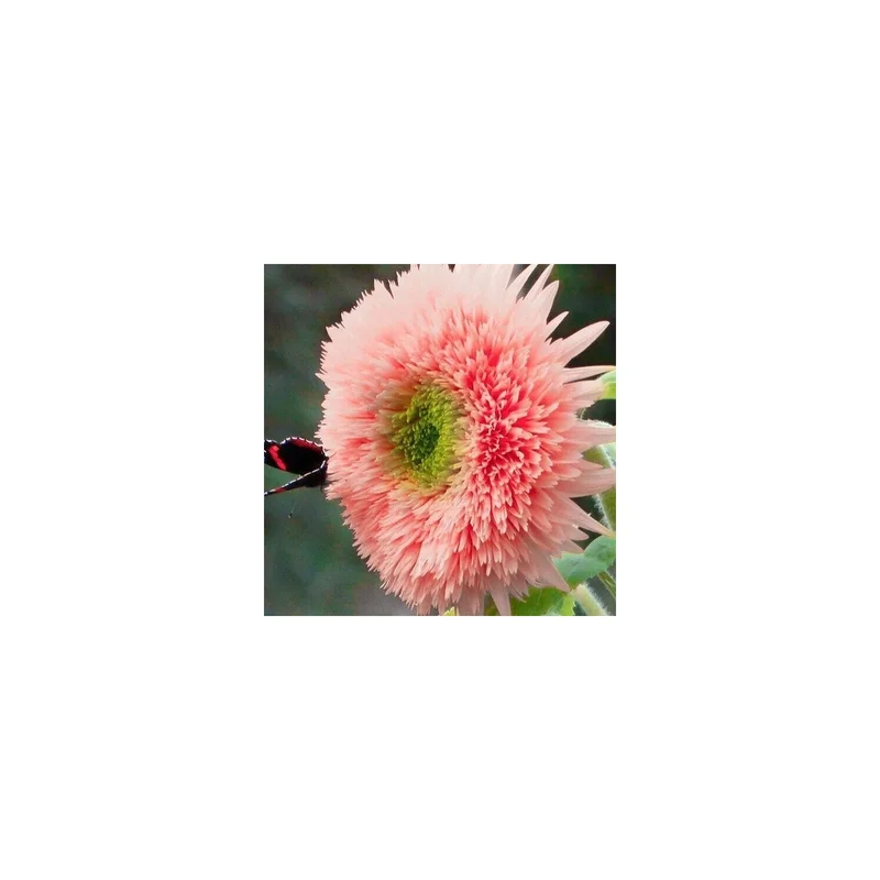 ibspot-569797