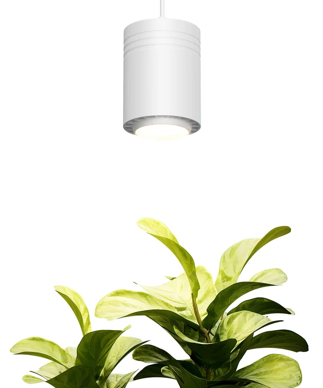 lightsdaddy303494